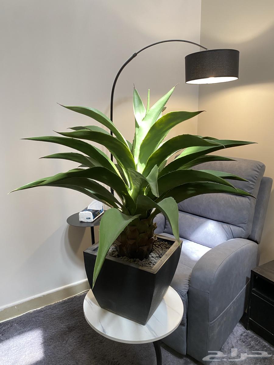 نبتات صناعية مستخدمة للبيع64233179380866111