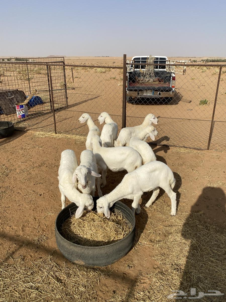 تم البيع64247510174209110