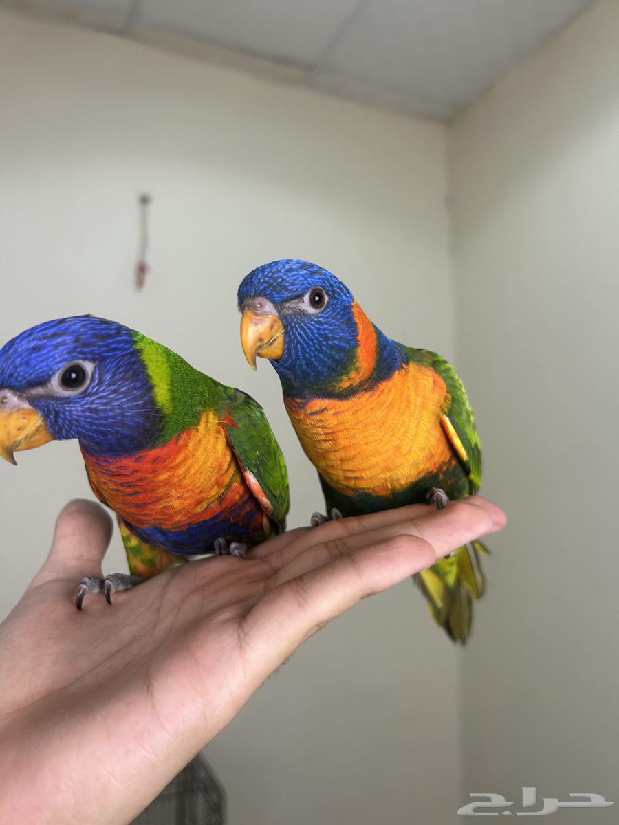 لوريات اليفه وهدد64235478655235111