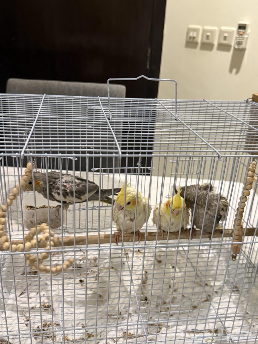 فروخ كروان64231839616641110