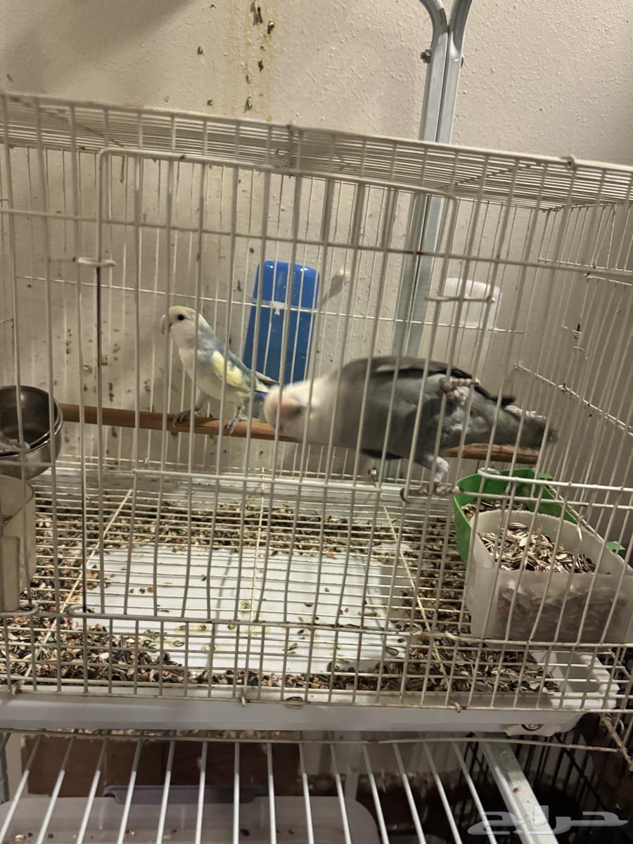 ذكرين روز أليفه للبيع64250426827139112