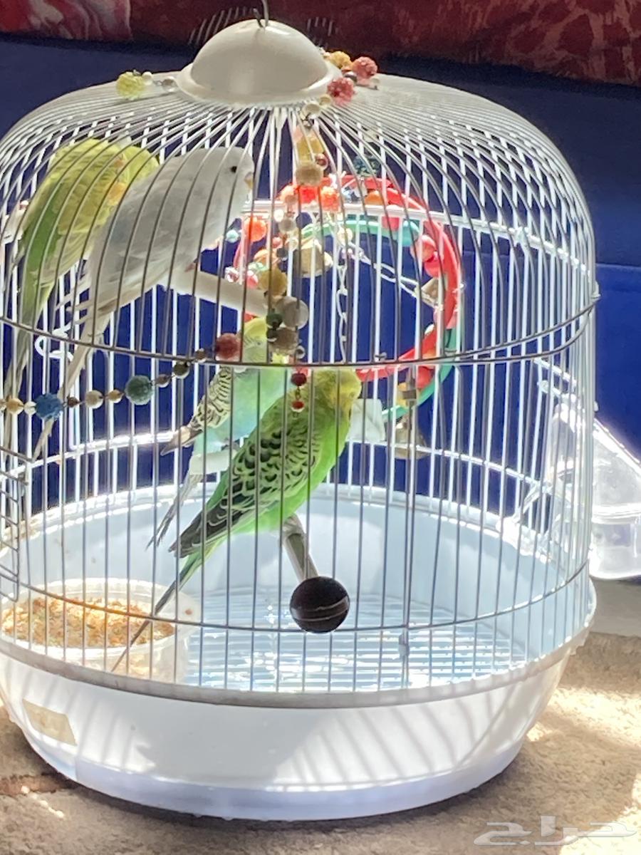 For high-end homes, 4 birds, MashaAllah64096663272705114