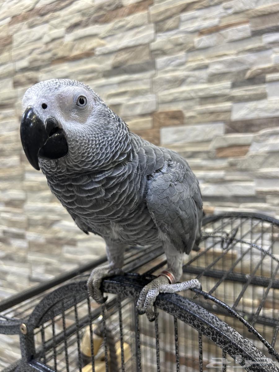 كاسكو للبيع ( العمر تقريبا  سنه و عشرة أشهر )64232338842625114