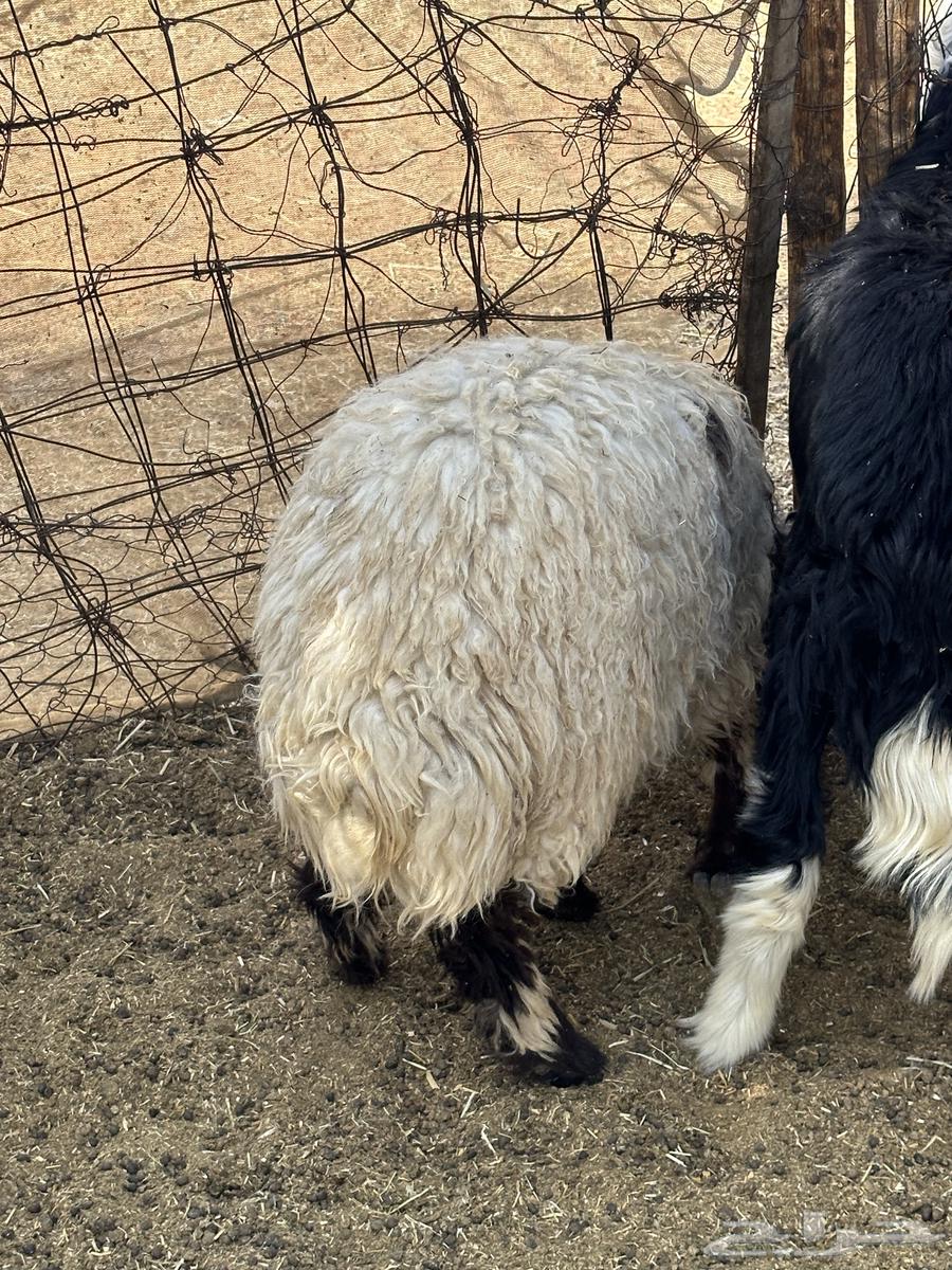 خرفان نعيم ونجد64249066136961113