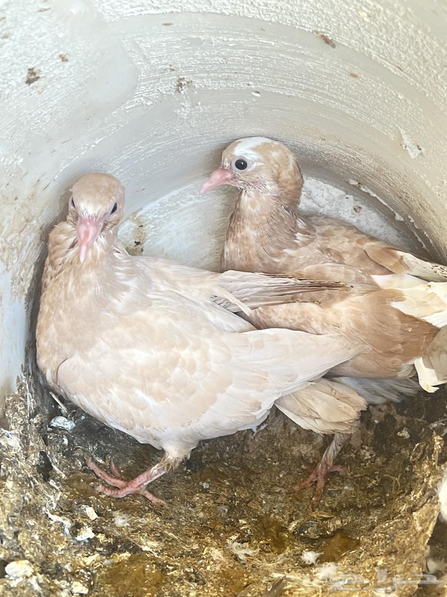 زوج و فروخه كبار عالسوم64248685722241113