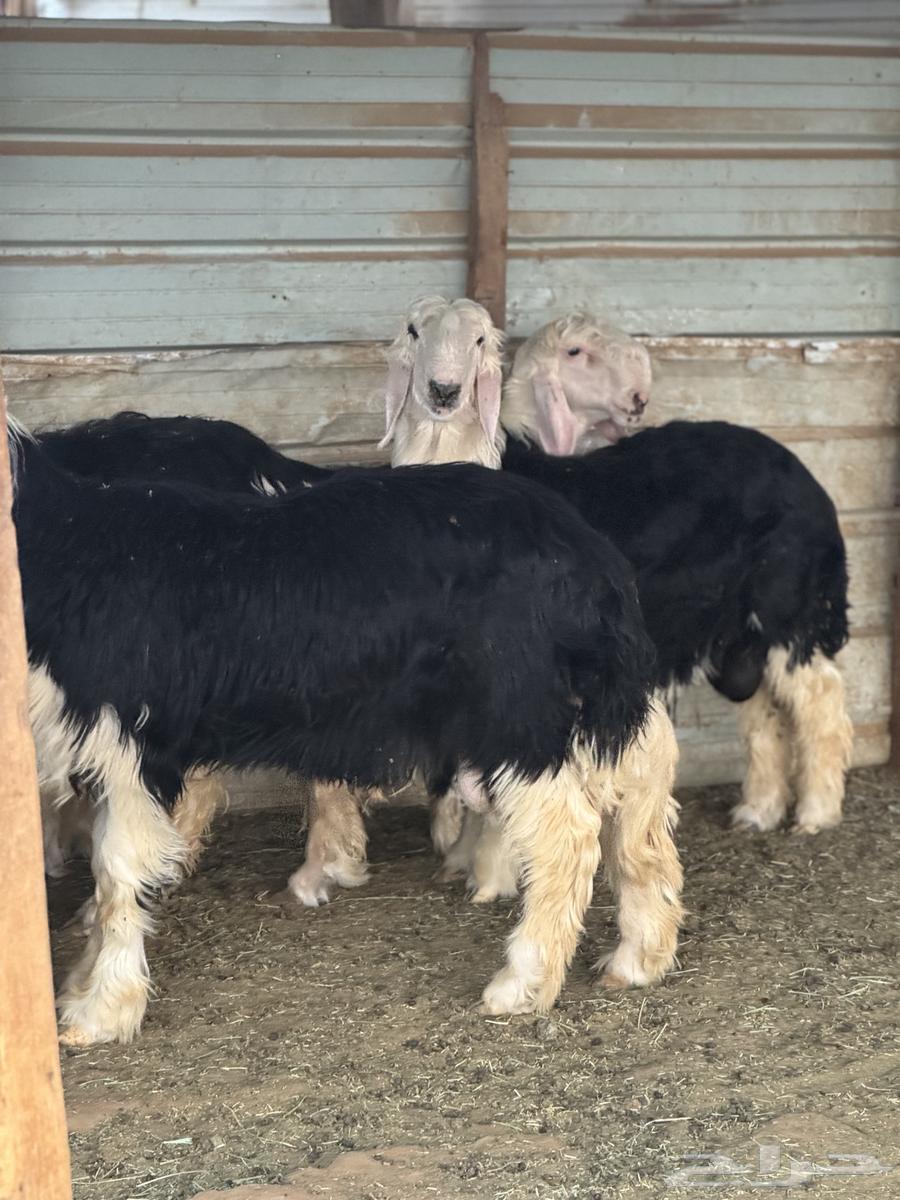 جذعان نجد مشاريع فحول64249244740483112