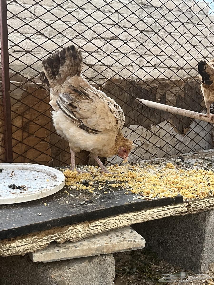 دجاجه تحضن على البيض للبيع64236671137153111