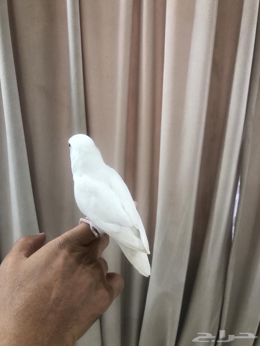 انثى روز اليفه ومنتجه64244591723010112