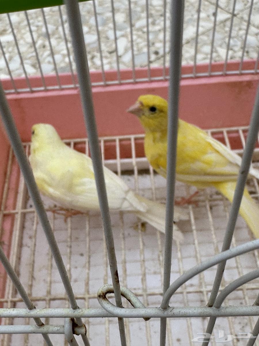 كناري سوري64247921537025111