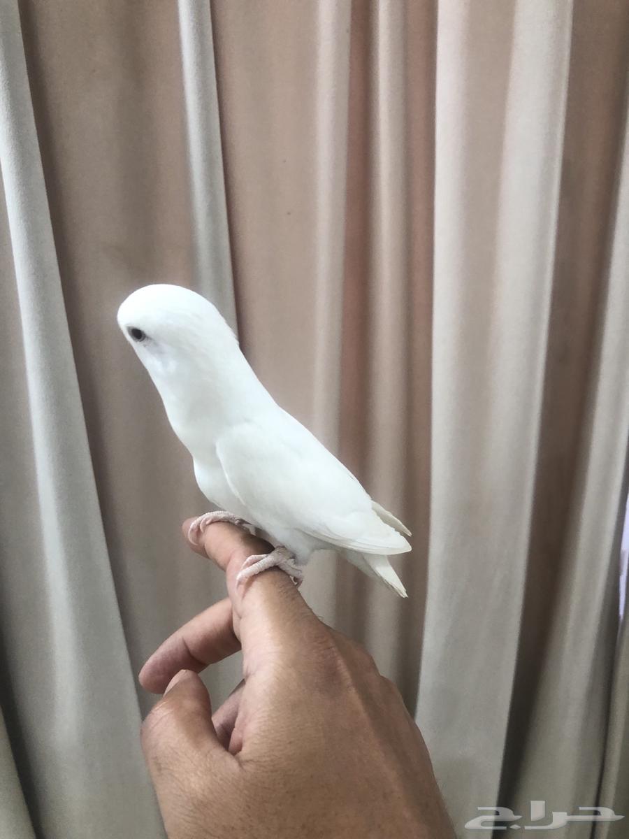 انثى روز اليفه ومنتجه64244591723010110