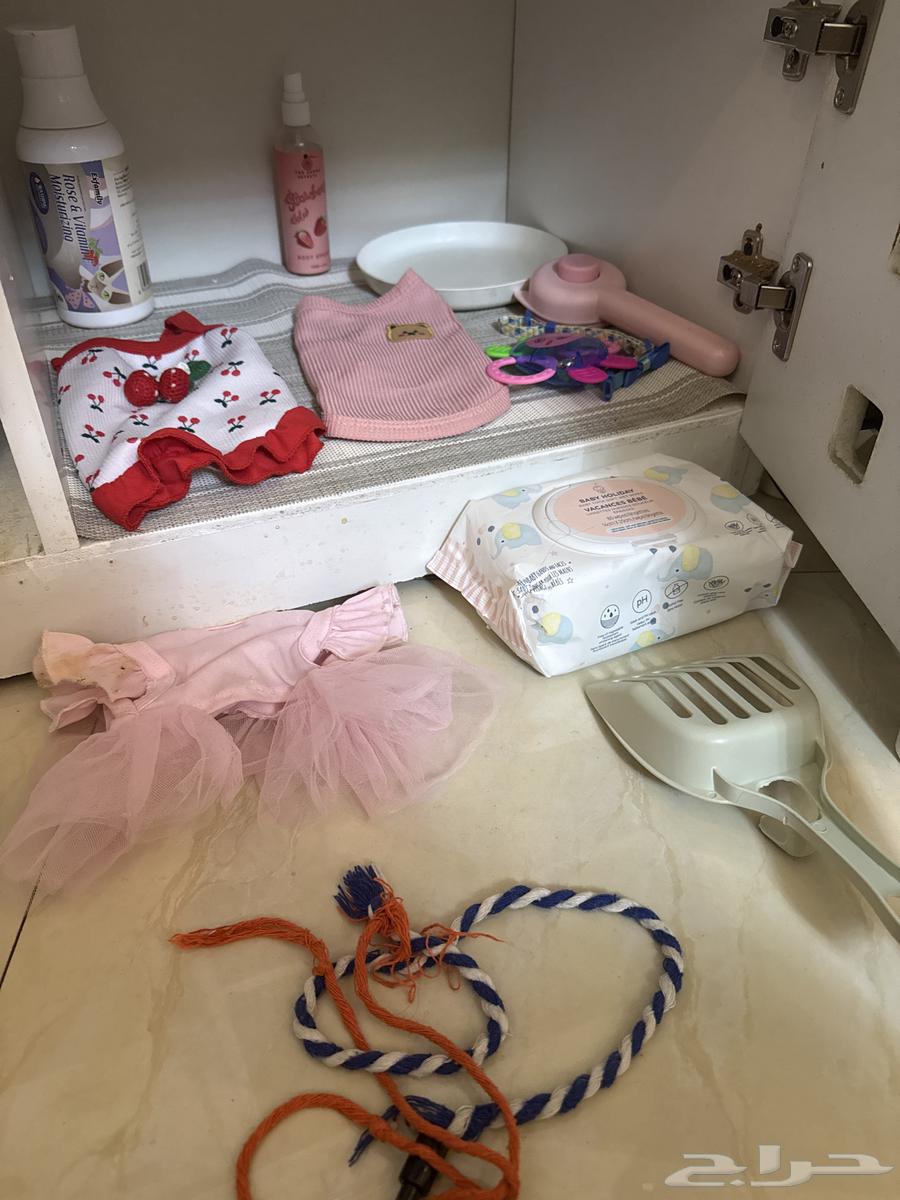 New cat items64234619845121112