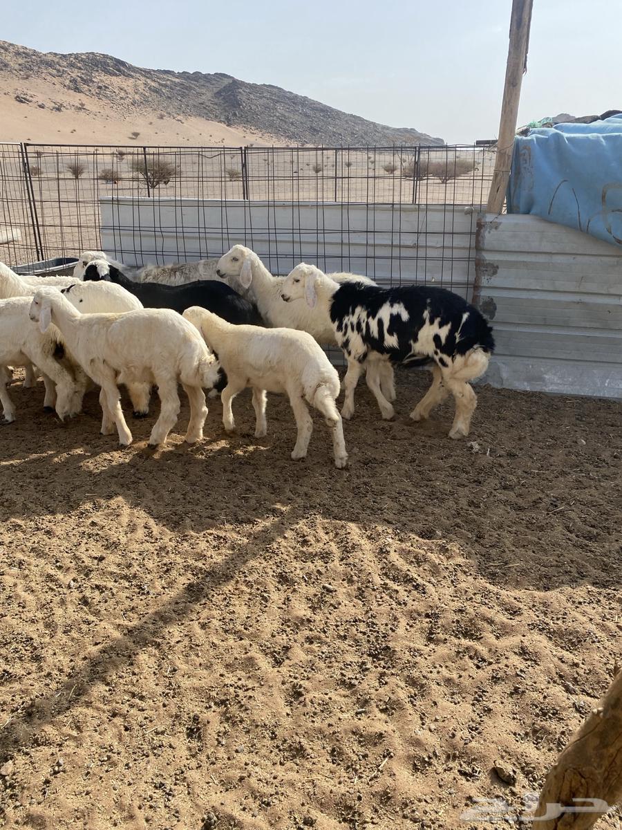 10 كلش خروف نظيفه الموقع الحناكيه64239031656578114