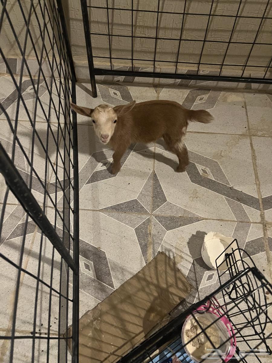 عنز ( جفرة ) قزمية البيع64253286215553112