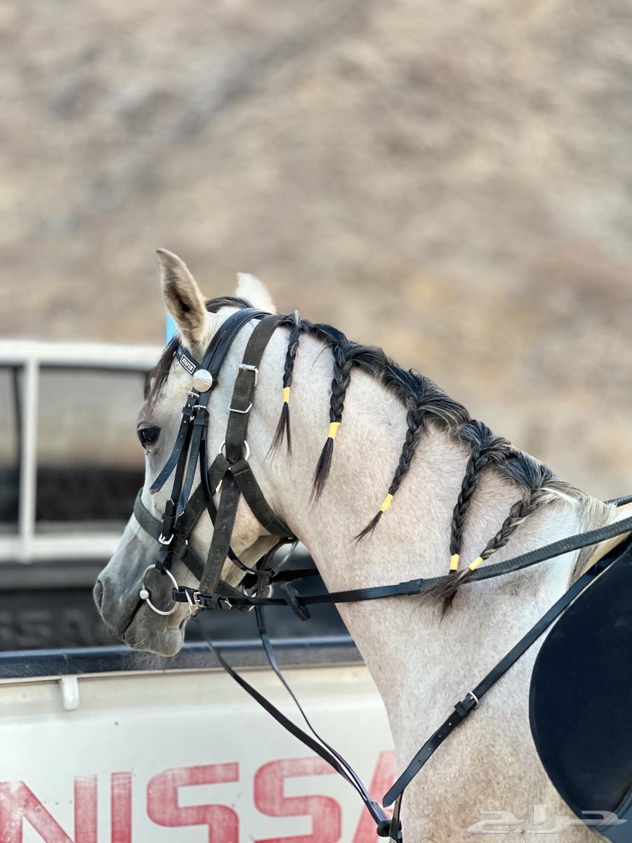 خيل شعبي للبيع64235325609217112