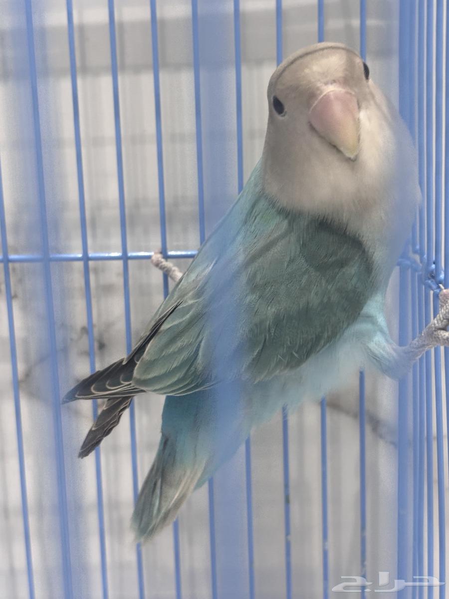 Bird64248894795266111