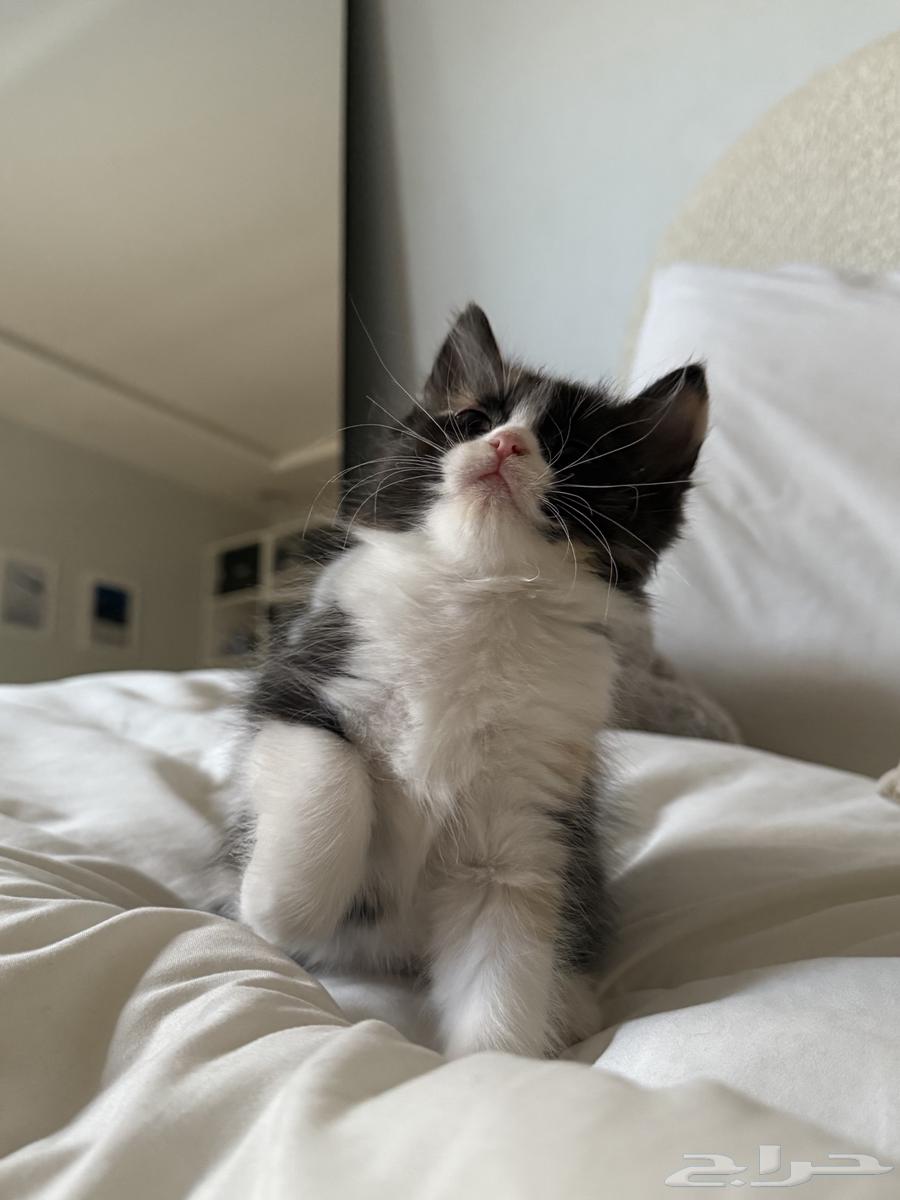 قطط صغار للبيع64252023973506110