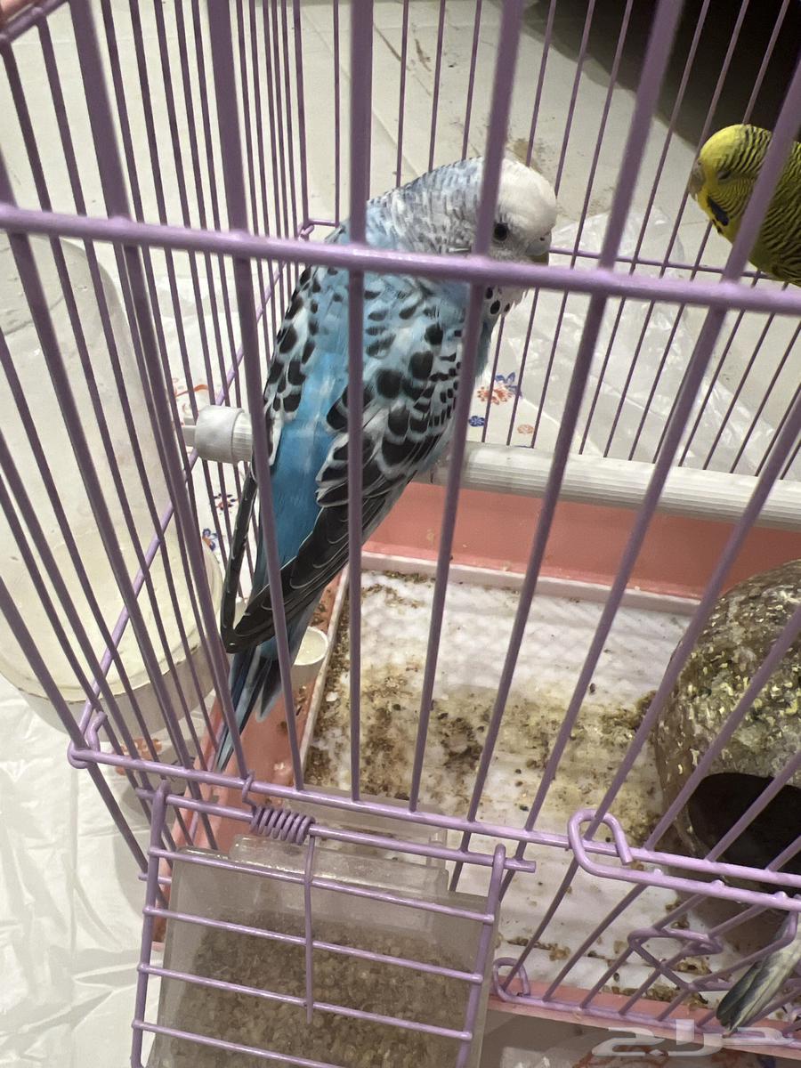 بادجي للبيع64250754147843110