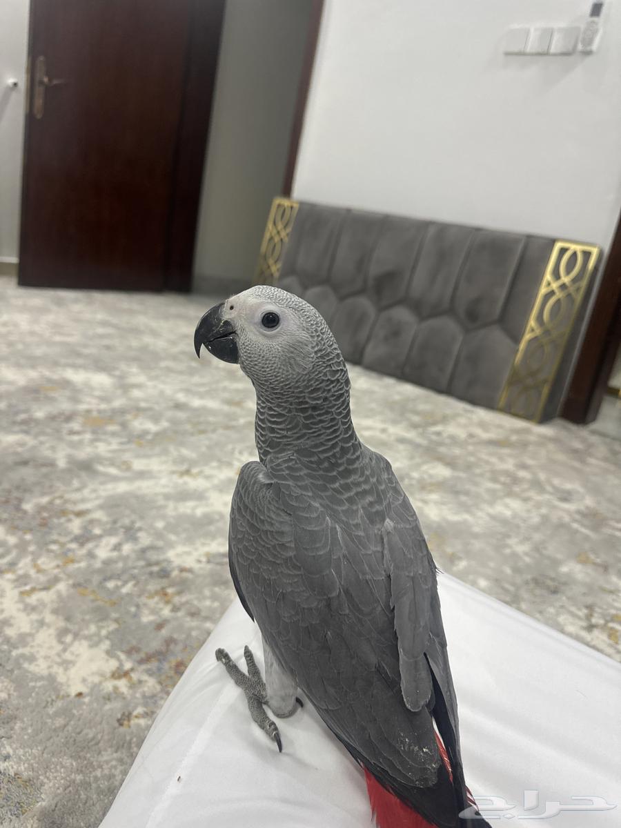 فرخ كاسكو اليف ماشالله64251711707521110