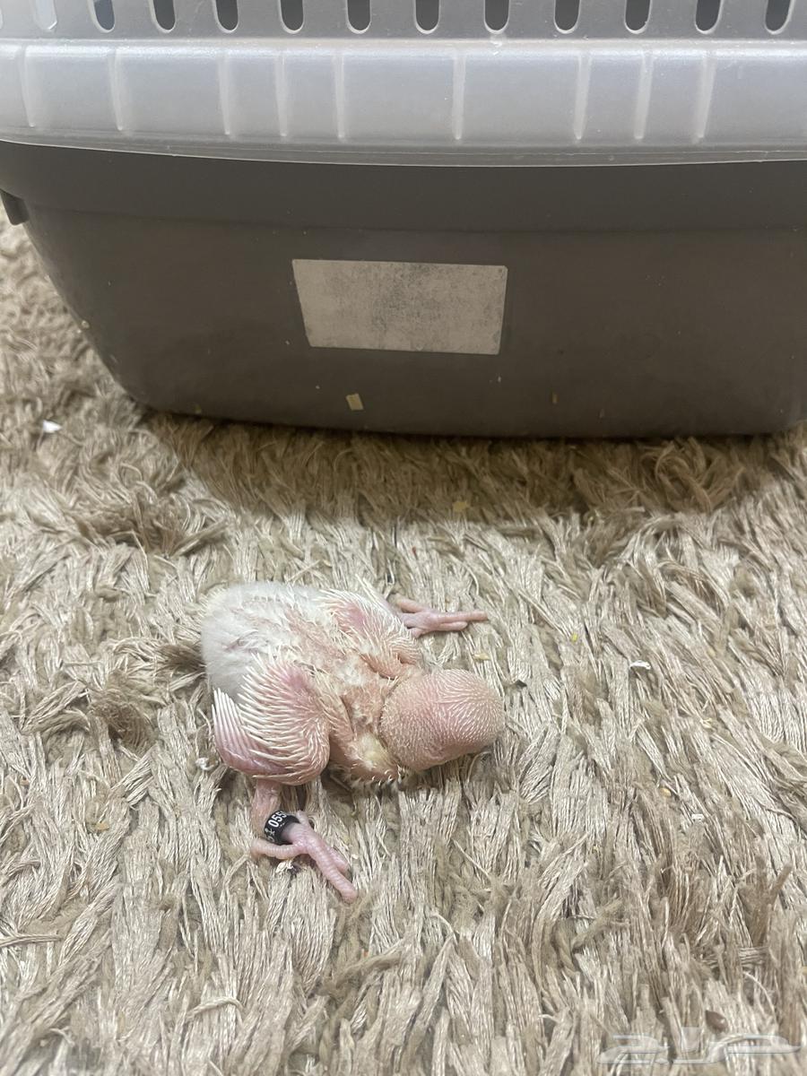 فروخ روز البينو64241240254594113