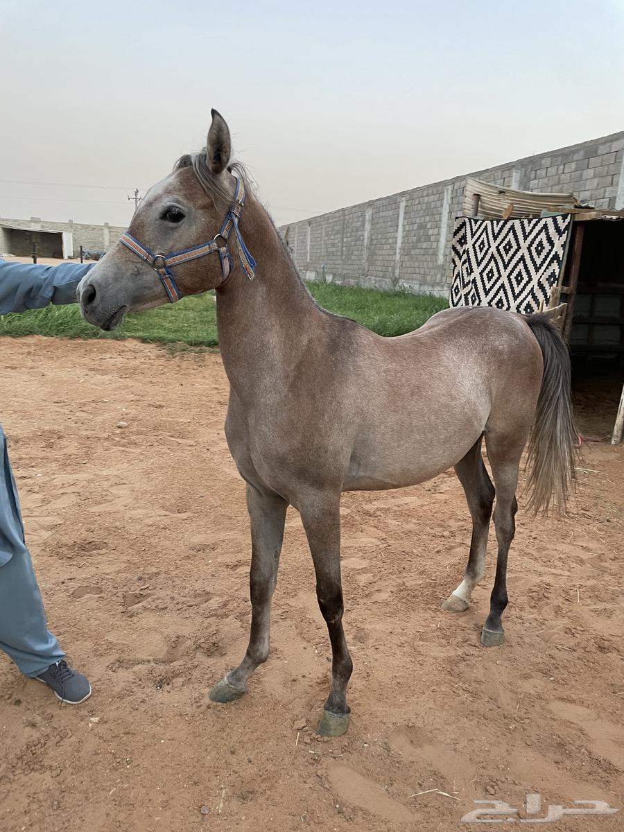 Mare for sale, gentle, over a year old and sound64236871925891110