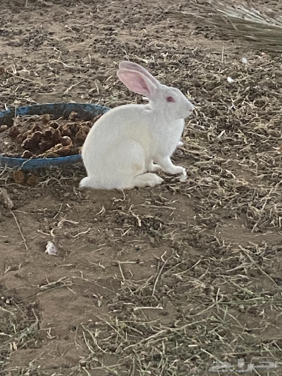 ذكور ارانب فرنسي64249629957762114