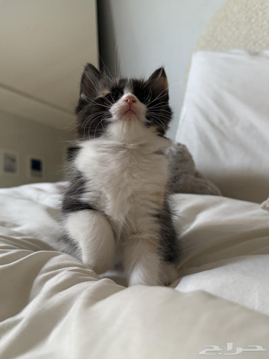 قطط صغار للبيع64252023973506111