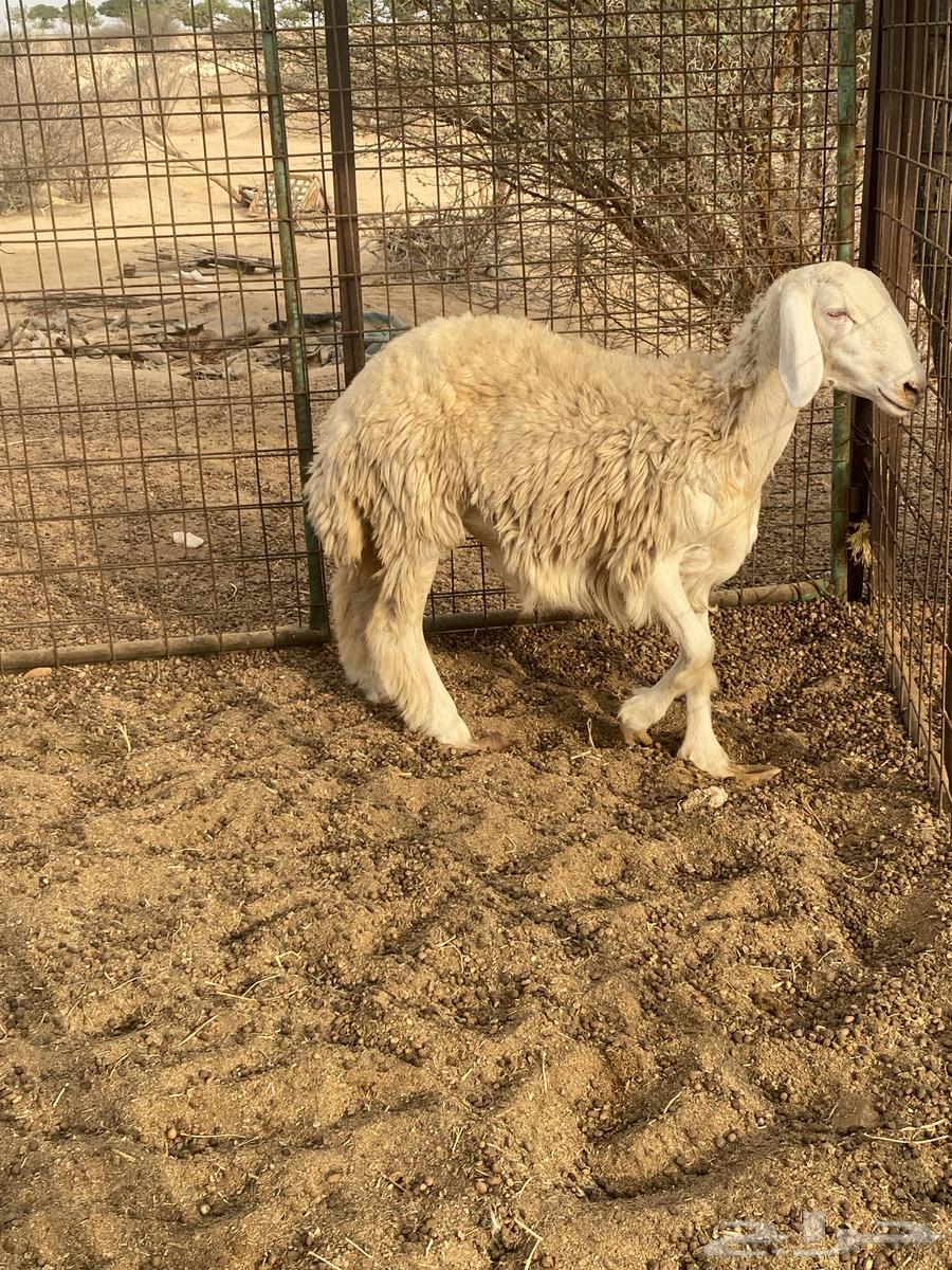 رخل حريه64237509493634110