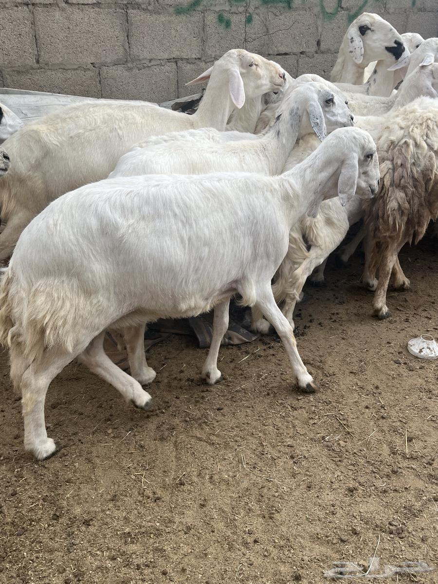 ضان دفيع تم البيع64248272940930114