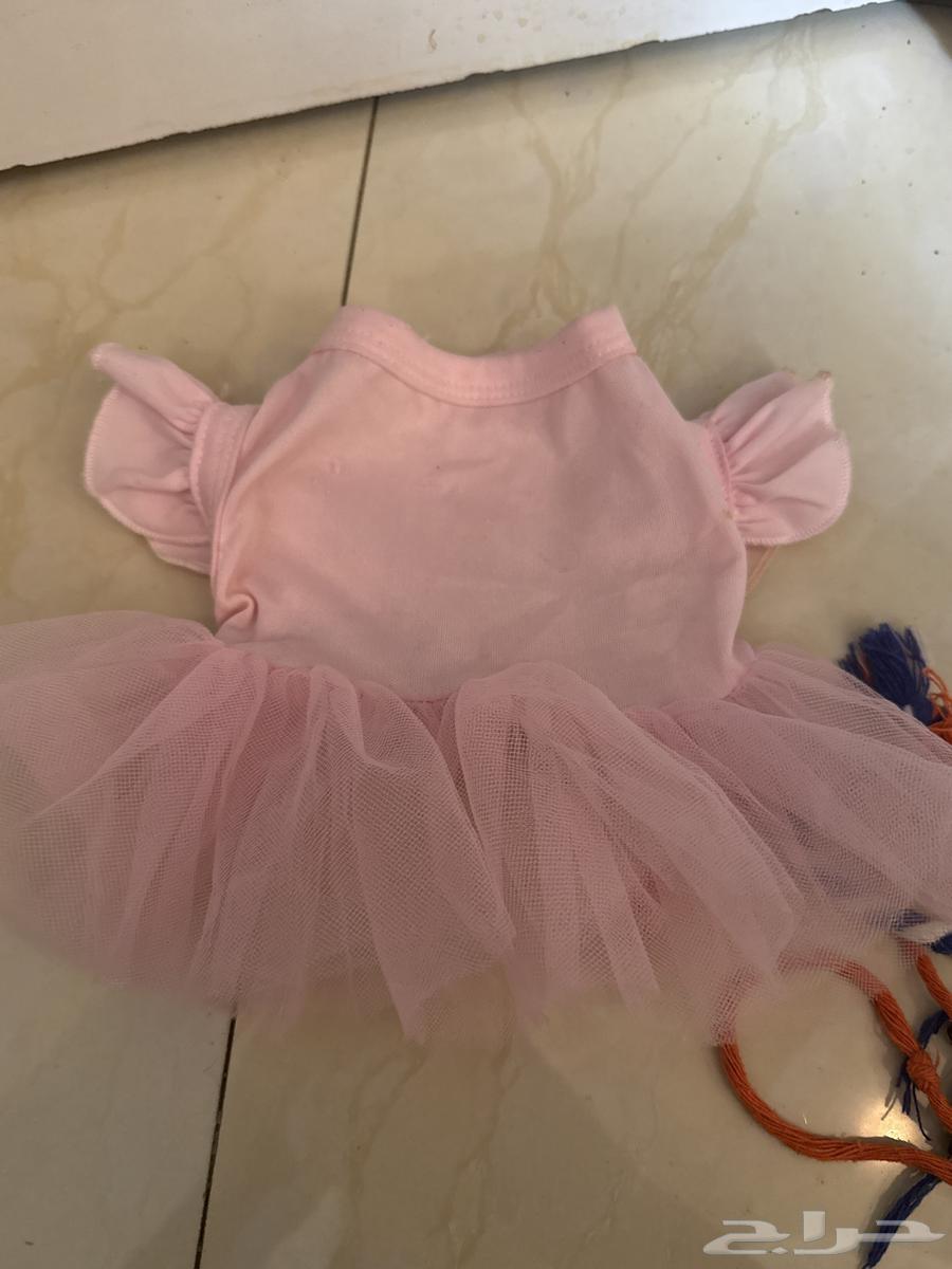 New cat items64234619845121113