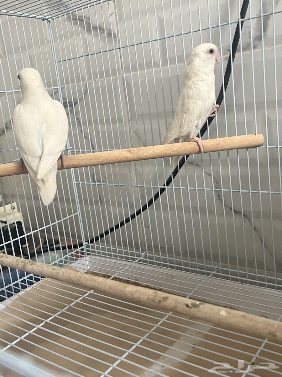 Mate of the day produced64243691985665111