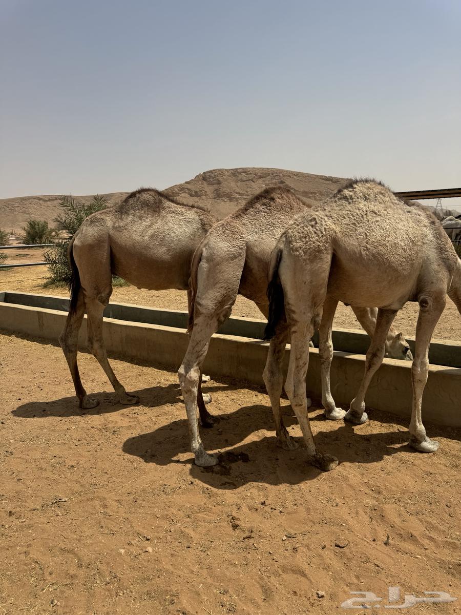 قعدان مفاريد بلديه64240232212482111