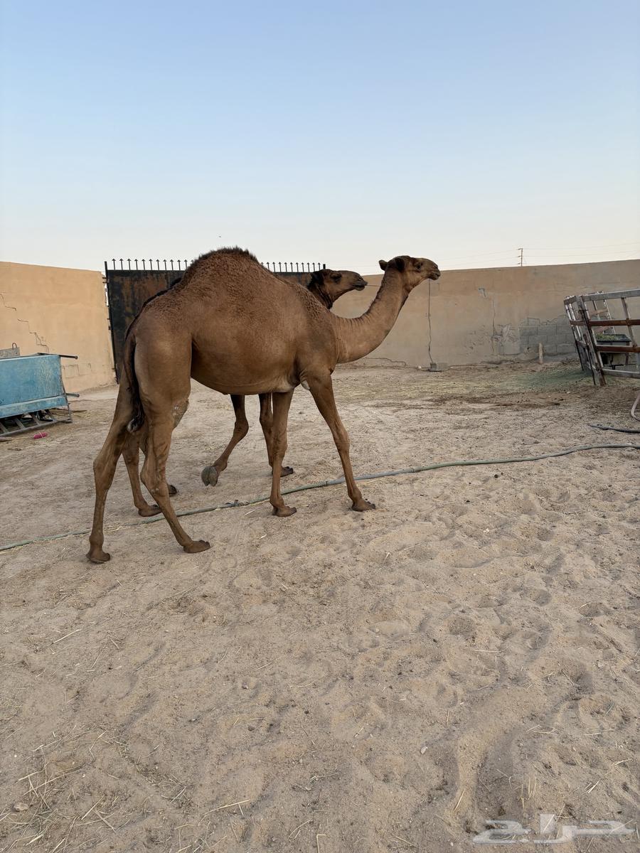 مفاريد عدد 3 سومها 680064241934237185110