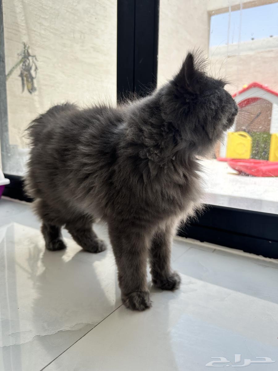 قطه للبيع64240713511811111