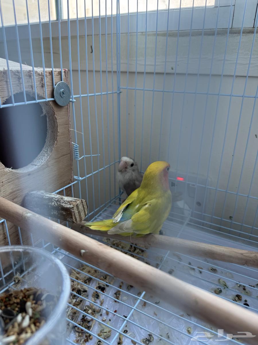 14 pairs of diverse colored roosters - health, cleanliness, and production64239372661761112