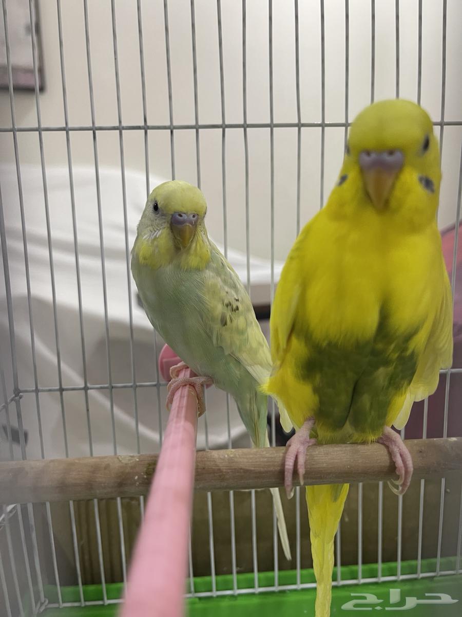 طيور بادجي ذكر و انثى بصحة ممتازة64232835626497112