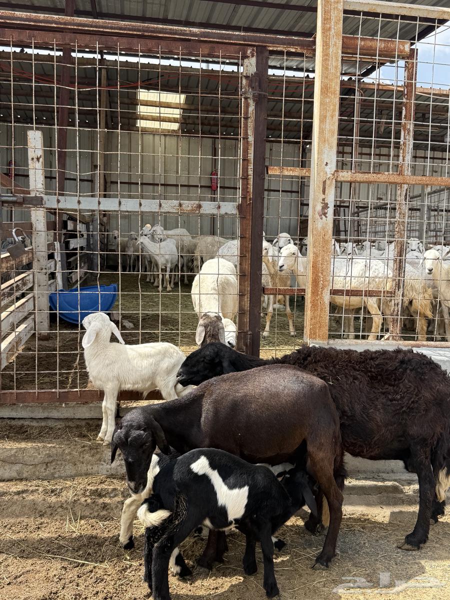 غنم خلفات متاومه 2 تحتهها 464255241000833113