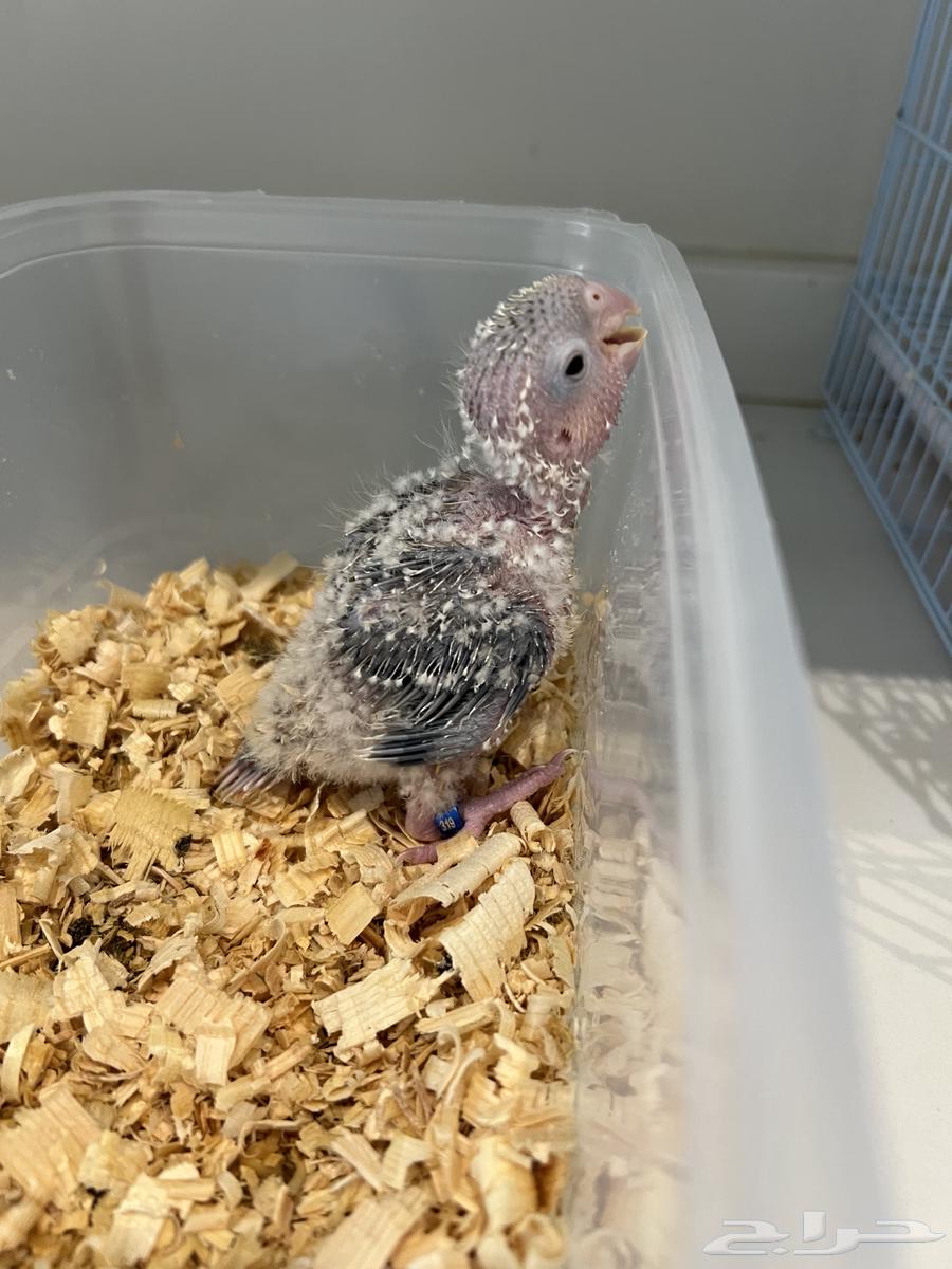 فروخ كنيور اناناس رد فاكتور64247343382529112