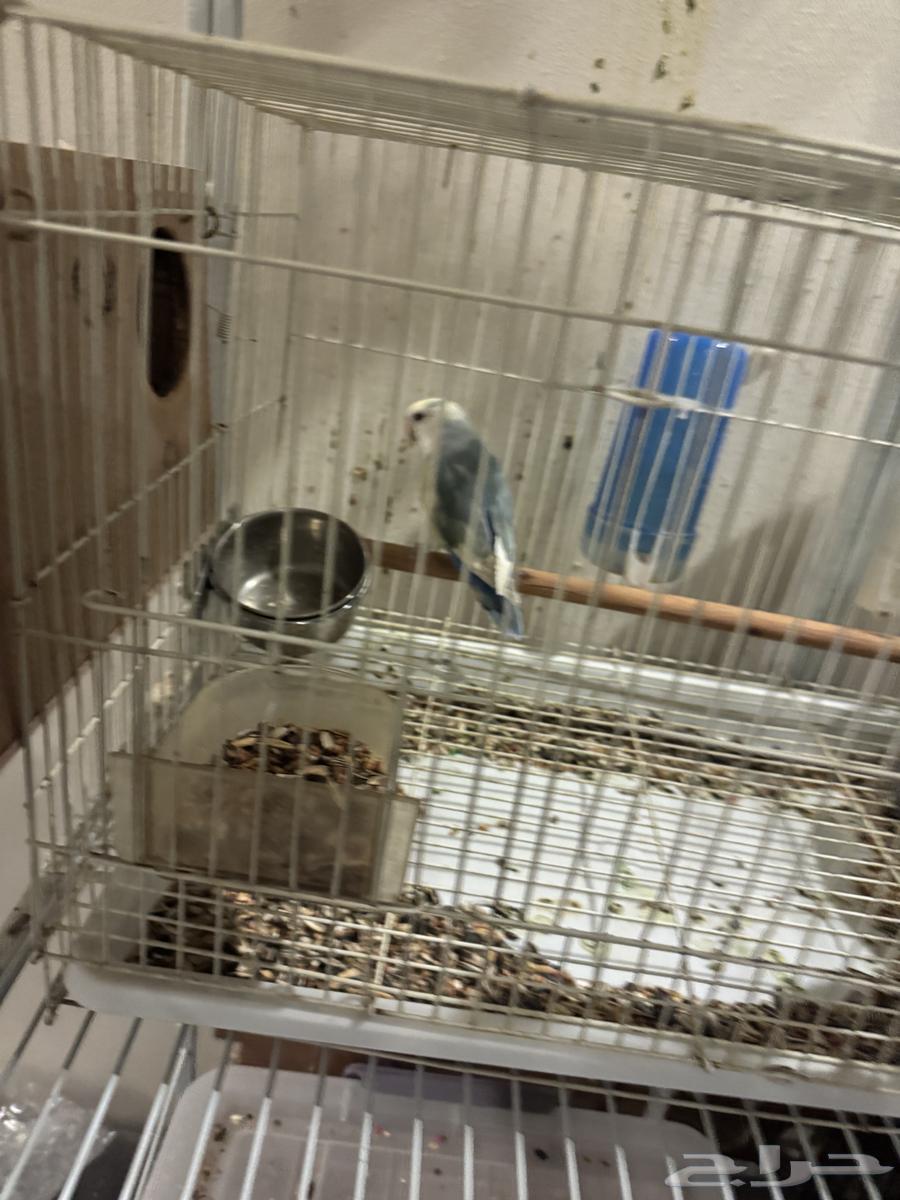 ذكرين روز أليفه للبيع64250426827139111