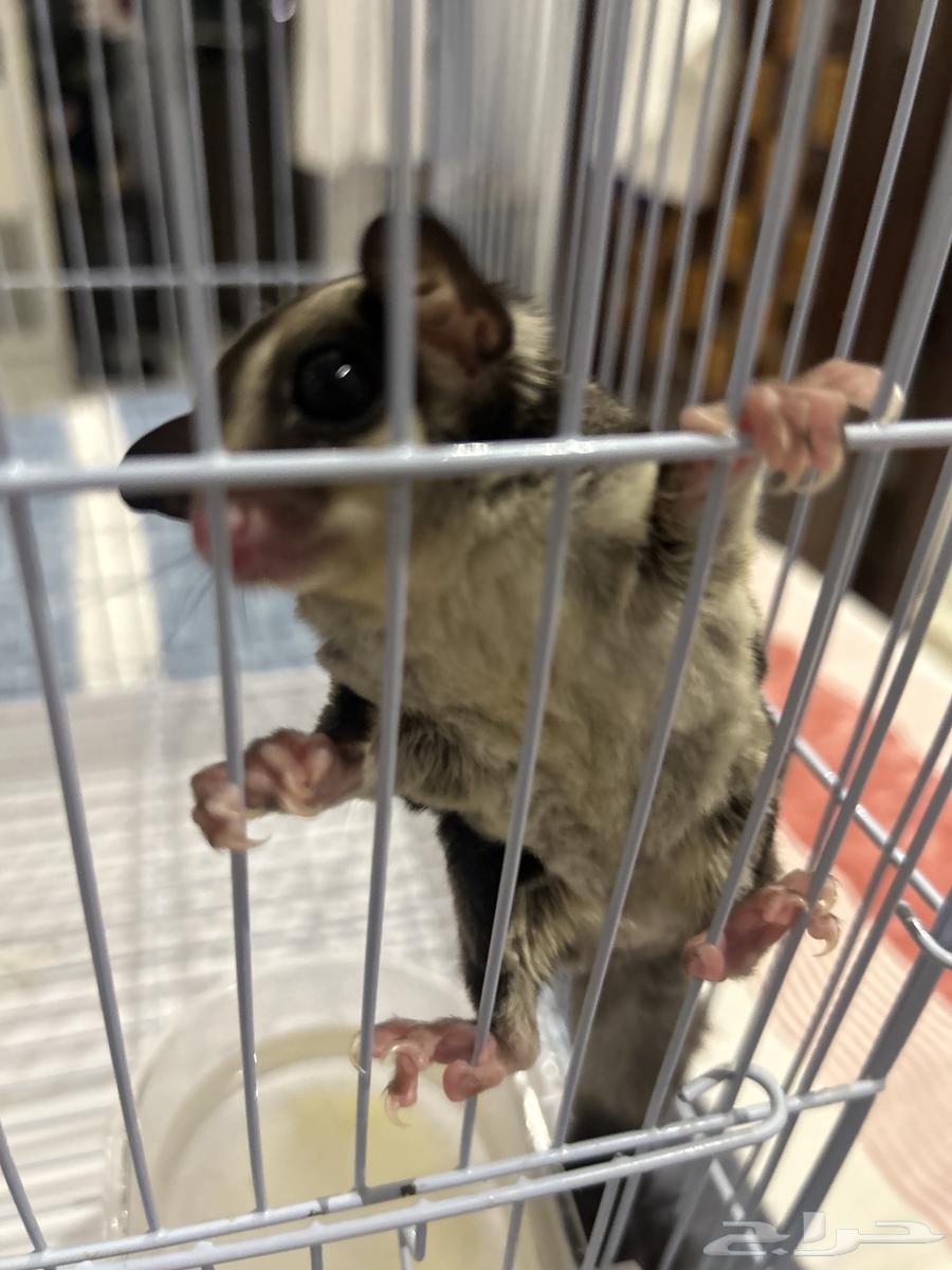 جوز سناجب (شوقر قلايدر)64248287529090110