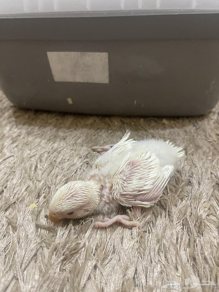 فروخ روز البينو64241240254594111