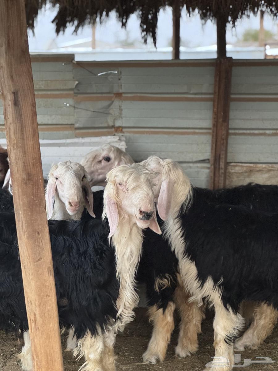 جذعان نجد مشاريع فحول64249244740483111