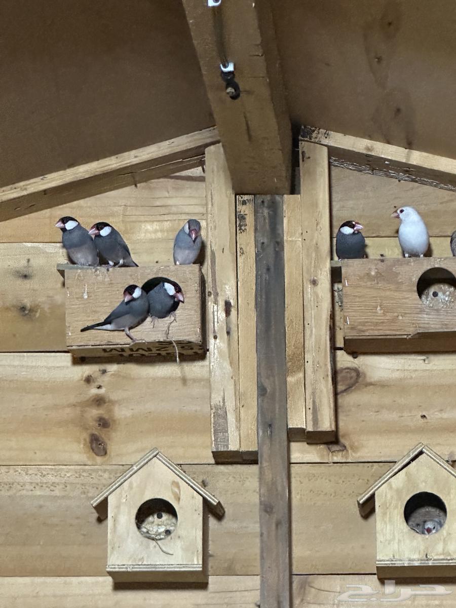For sale Java Silver, White and Normal birds, 22 in total64232338815235110