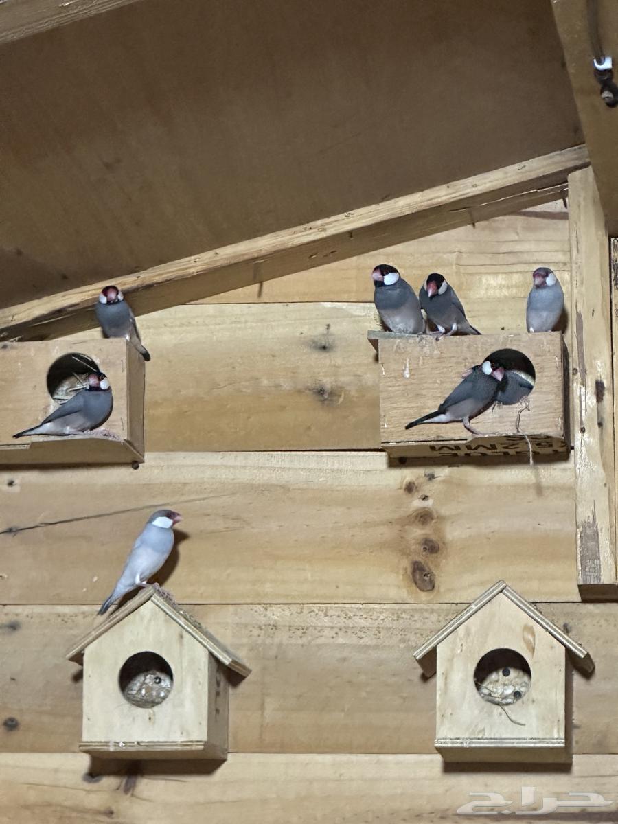 For sale Java Silver, White and Normal birds, 22 in total64232338815235111