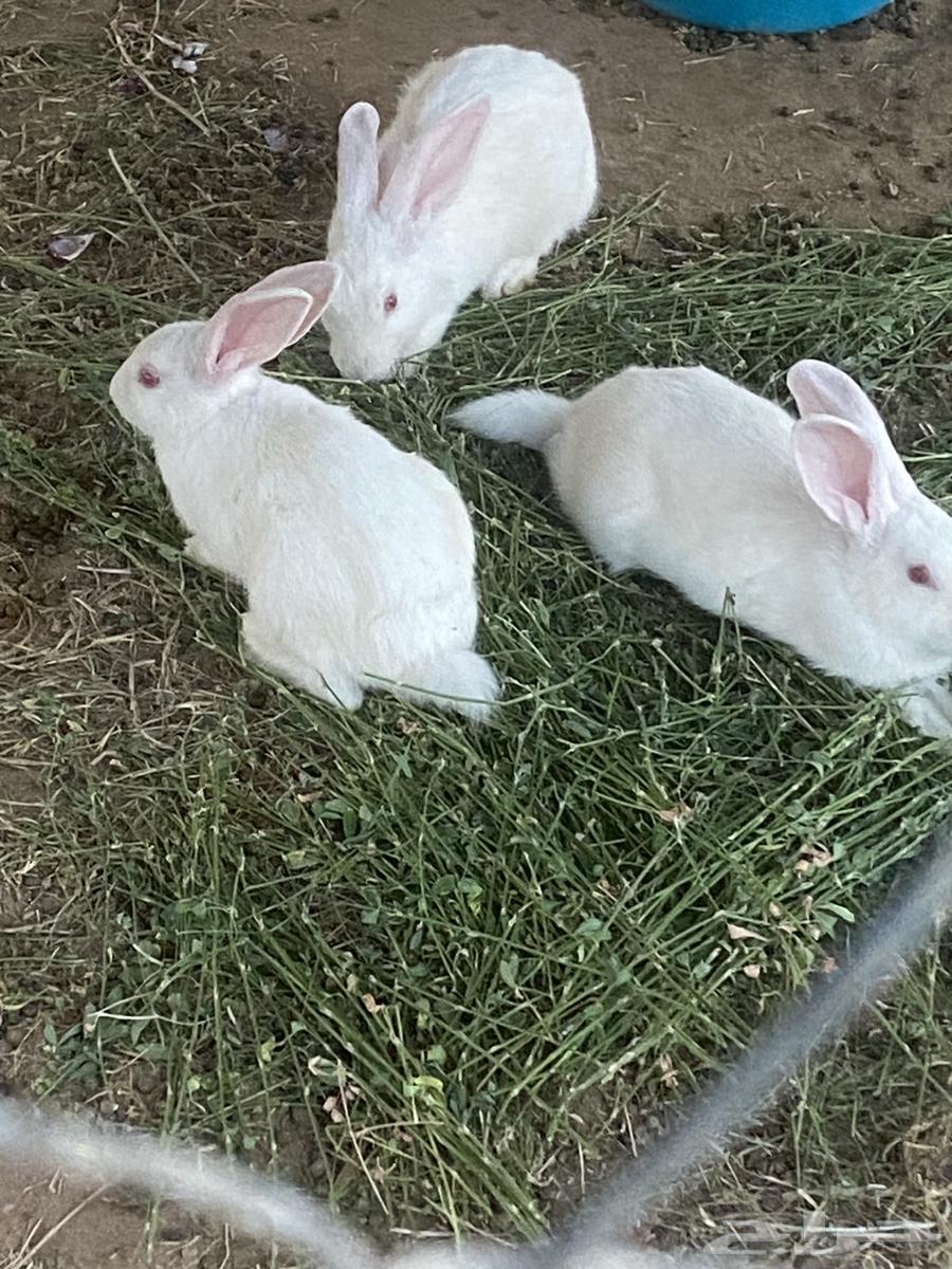 ذكور ارانب فرنسي64249629957762113