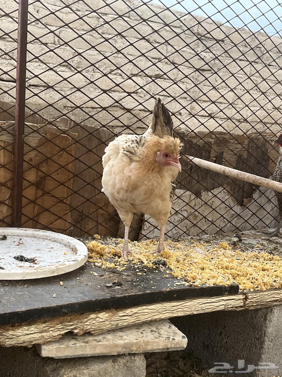 دجاجه تحضن على البيض للبيع64236671137153113