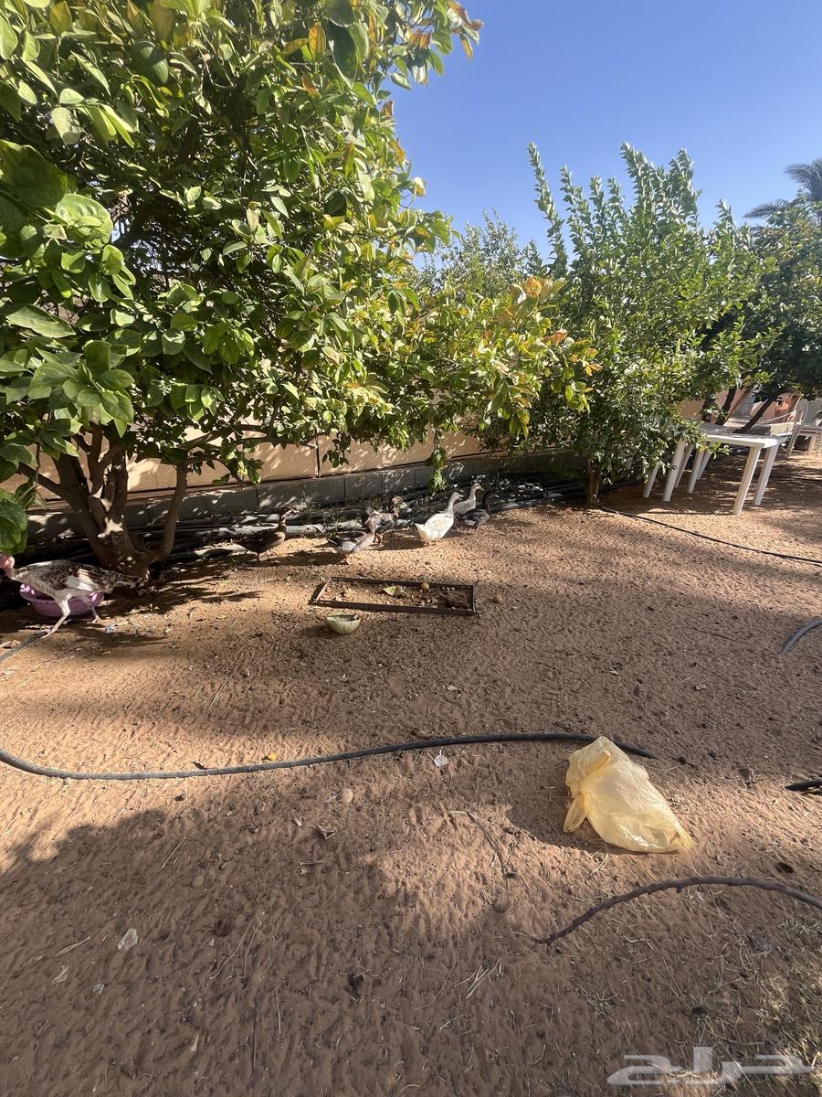 للبيع بط شرشيري العدد 16حبه العمر تقريبا سنه بياض64243518867331112