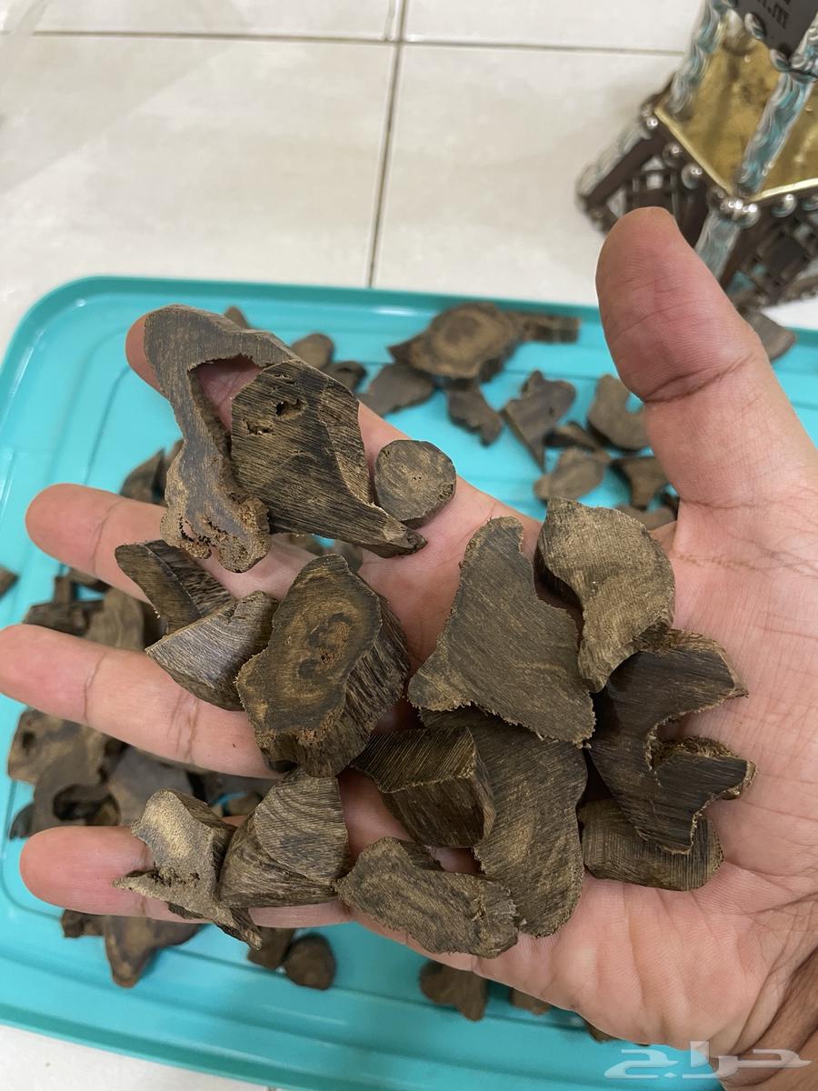 عود موروكي طبيعي اصقون تحفه64229105202562110