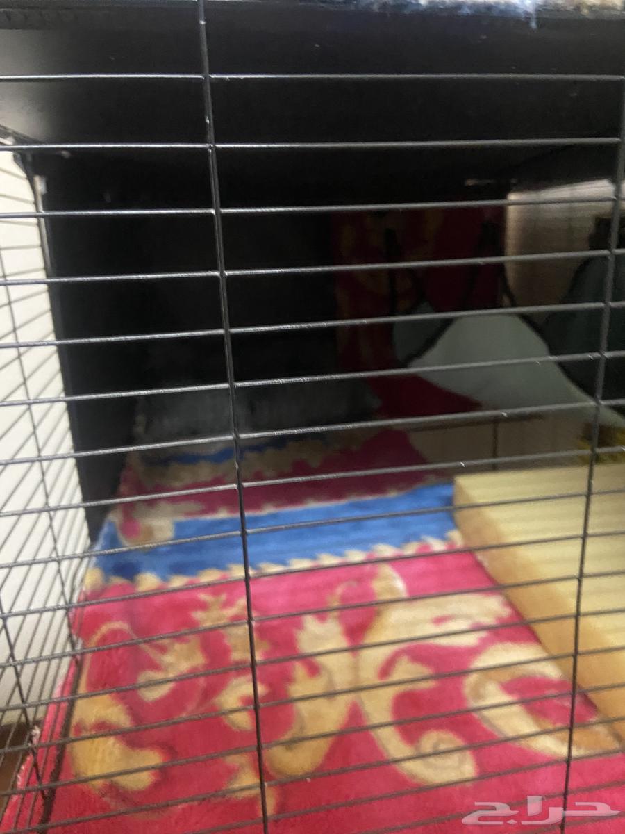 قفص للبيع يكفي عشر قطط64250415741825110