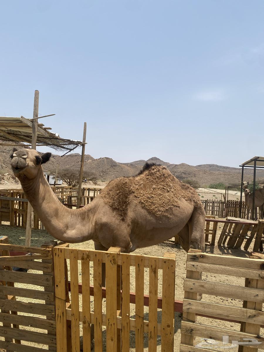 Bakra64240562513027110