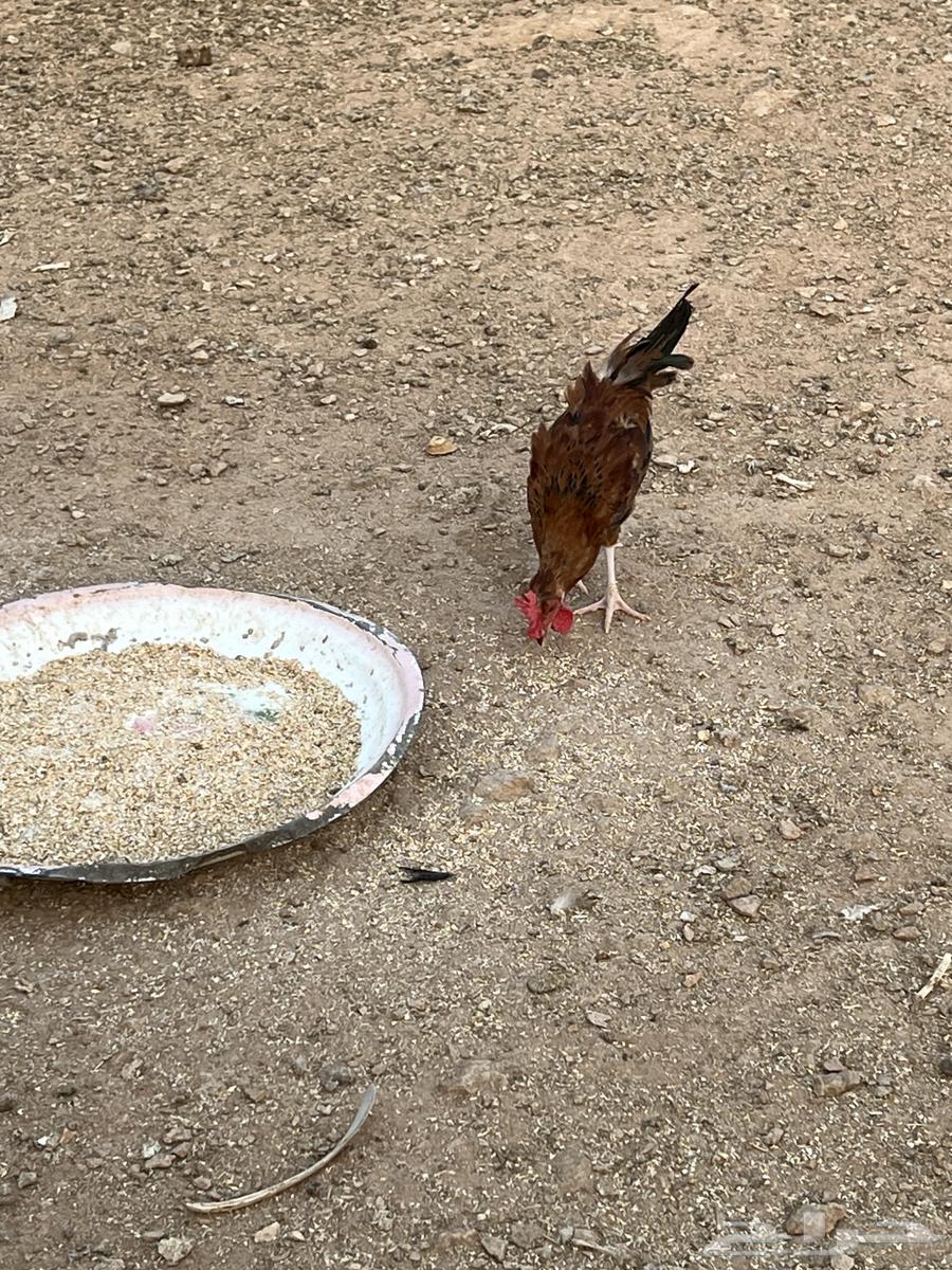 ديوك للبيع64251711739011111